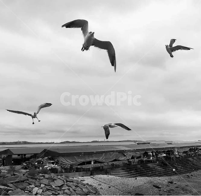 갈매기,흐린날,cloudy,오이도,먹구름,새,바다,서해,좌판,어판,동물,animal,조류,새,birds,흑백,모노톤,monochrome,black and white