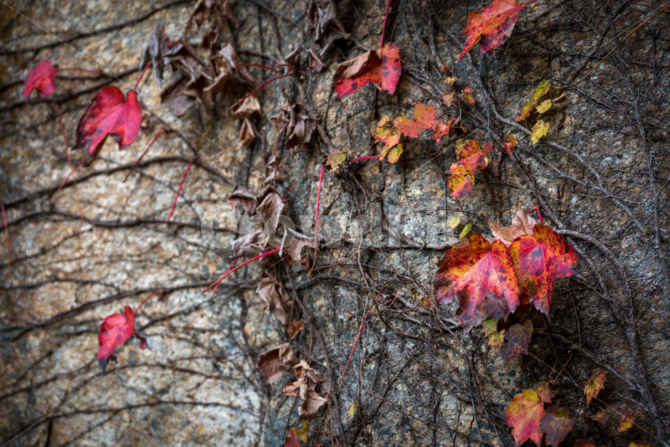 감악산,담쟁이,단풍,담쟁이단풍,가을,가을,계절,fall,autumn,season,plant,식물,leaf,잎,tree,나무,maple