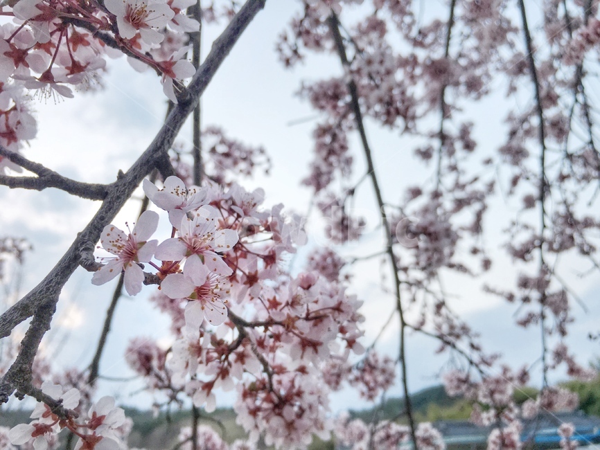 봄,벚꽃,꽃,근접샷,근접,봄,계절,spring,season,식물,자연,plants,nature,꽃,flower,plant,blossom,cherry blossom