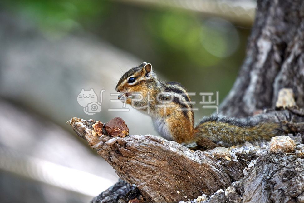 wildanimals,tree,treebrown,wild animals,brown,small animals,squirrel,mammals,spottedsquirrels,chipmunk,animal,wild beast,smallanimals,animals,brownmammals,wild,mammalia,squirrels