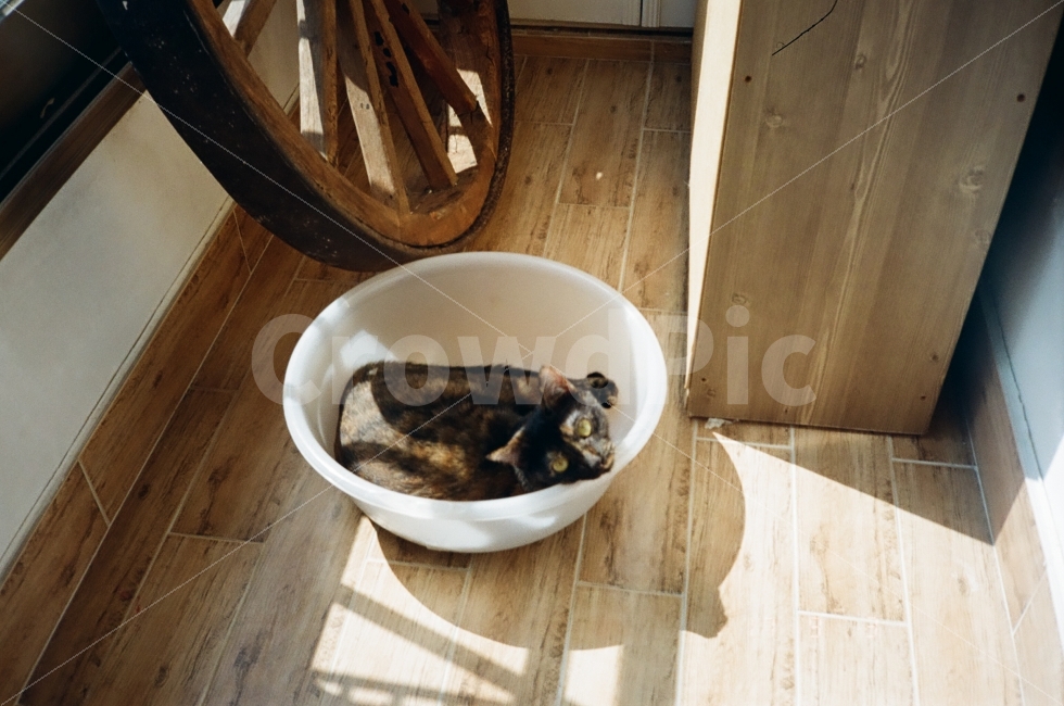 고양이,감성,스냅샷,스냅,감성사진,빛,집,베란다,애완동물,애완묘,바구니,필름사진,필름카메라,필름,아날로그사진,동물,animal,포유류,mammal,고양이,cat,kitten,kitty,감성,sensible,feeling