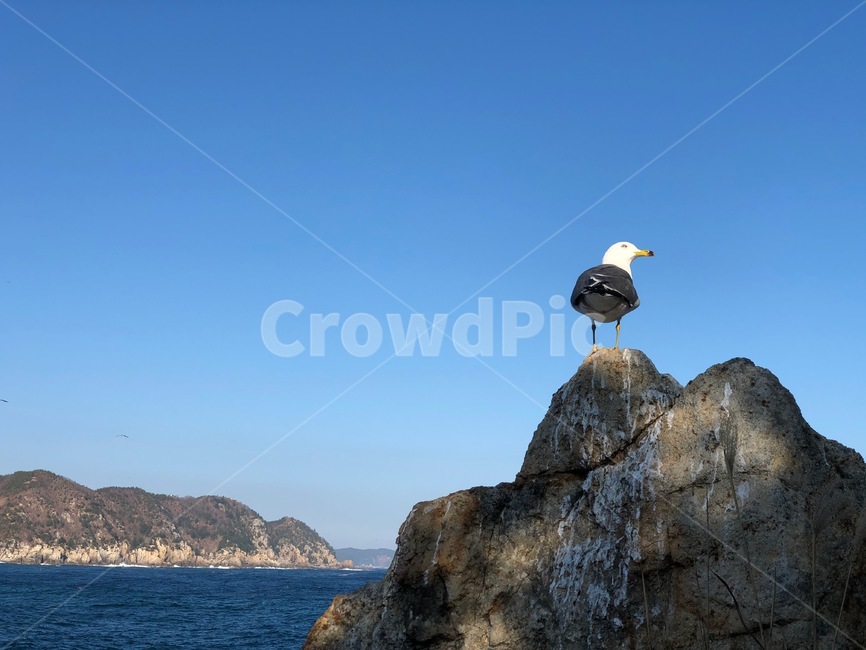 동해,thesastsea,바다,하늘,풍경,야외,landscape,nature,자연,outdoors,옥외,경치,산책,겨울바다,파도,waves,walk,tree,blue,파랑,ocean,동물,animal,bird,갈매기,새,seagull,gull,바위,rock,stone,돌