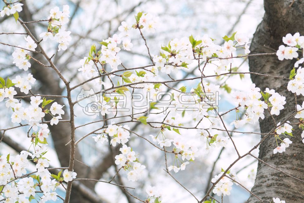 Early spring,spring,cherry blossom tree,cherry blossoms,cherry tree,news of spring,blue,sky,scenery,clear,weather,february,march,blossom,nature,branch,leaves,blooming,season,tree,growth,plant,natural,flower,copy space,beautiful,b