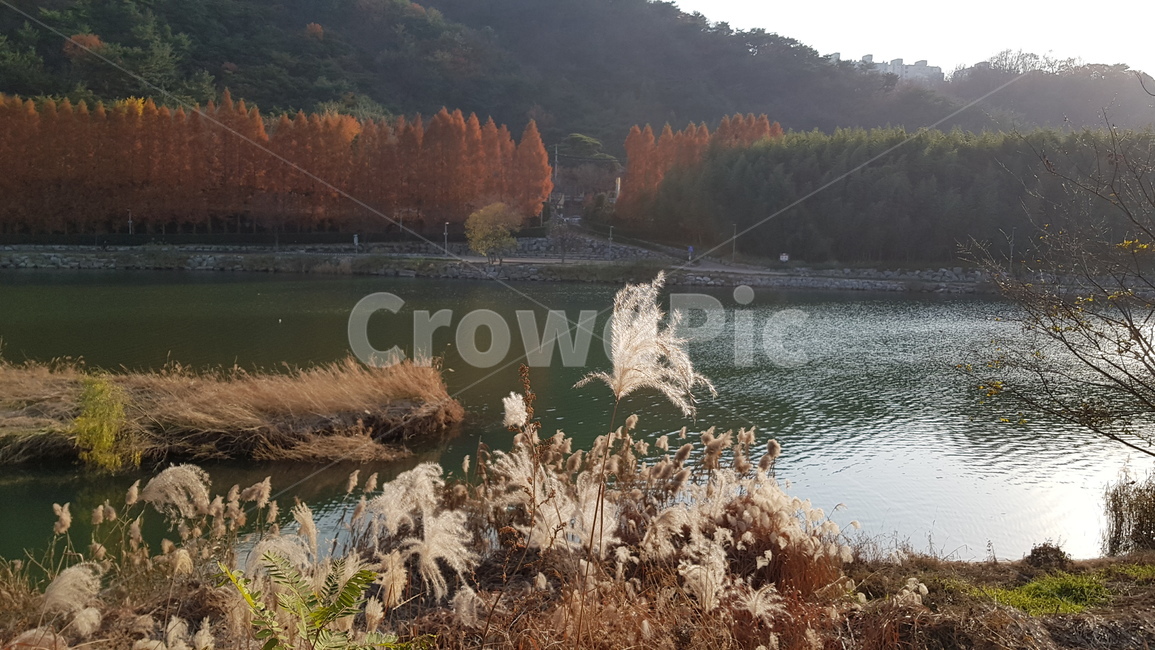 울산,태화강,둔치,억새,강변,강,river,자연,풍경,nature,landscape,plant,식물,grass,잔디,tree,나무,water,물