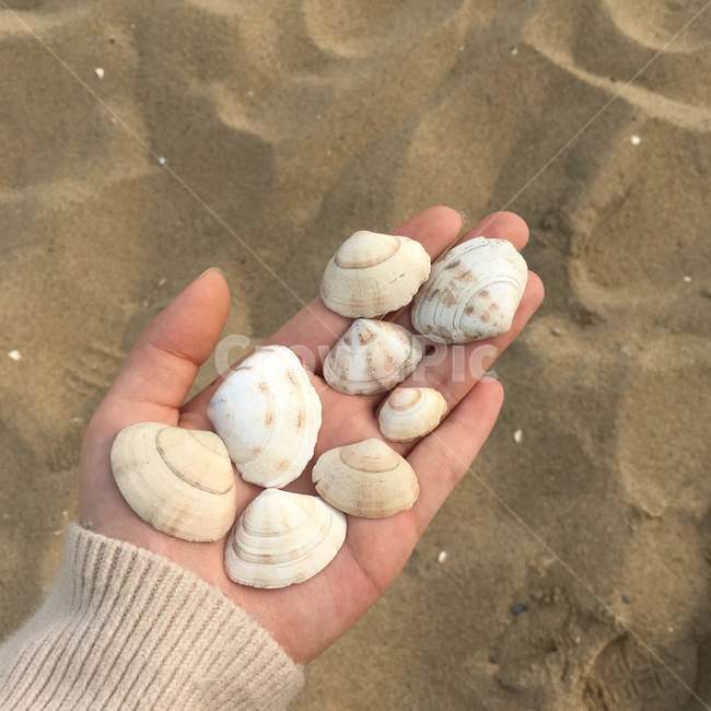 조개,clam,바다,모래사장,sea,손