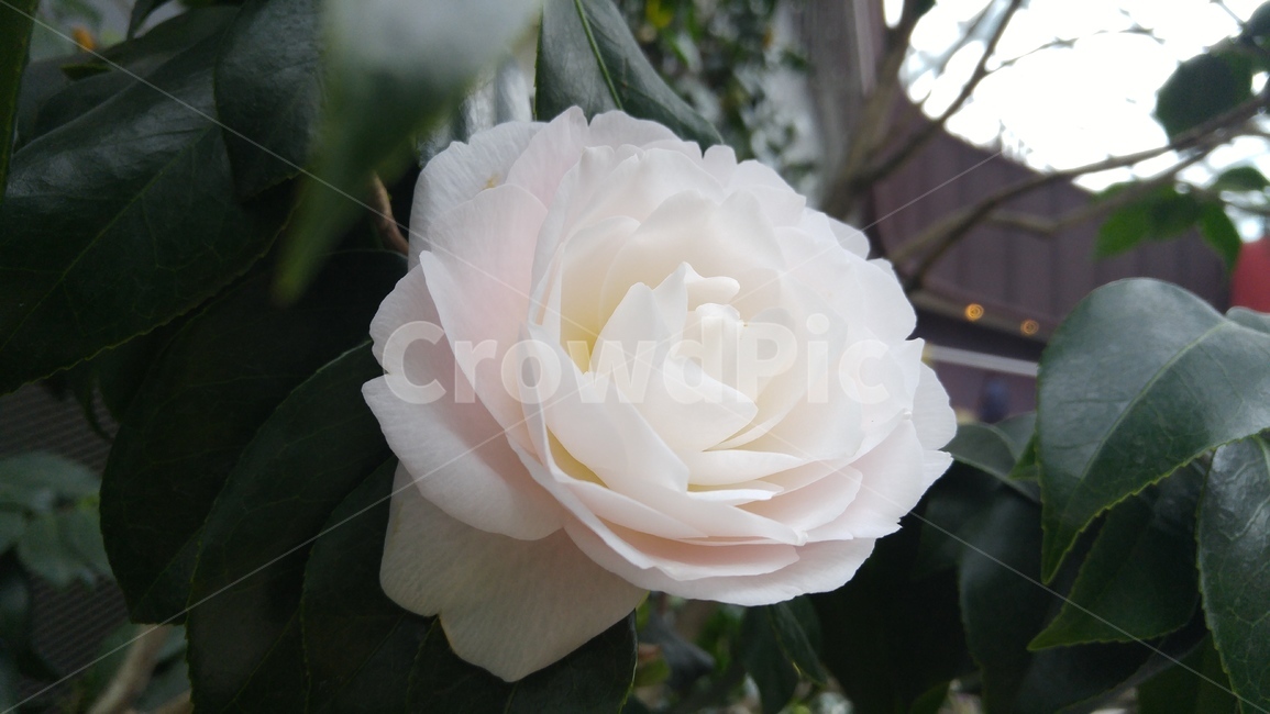 gardensbythebay,가든스바이더베이,싱가포르가든스바이더베이,싱가포르가든,싱가포르가든스바이더베이꽃,싱가포르유리온실