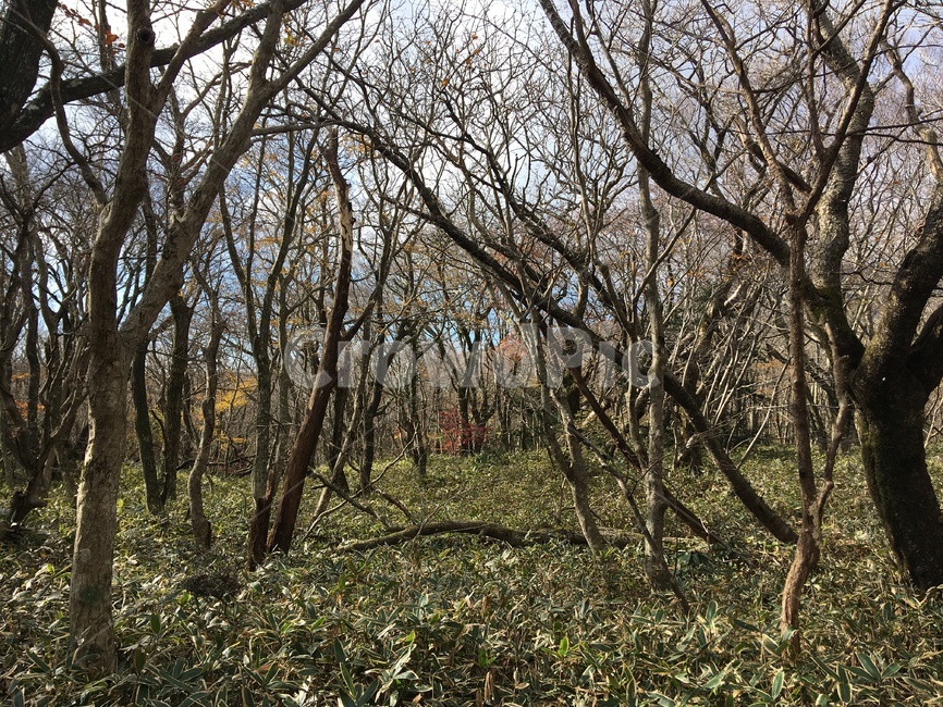 제주,한라산,산림,나무,가을