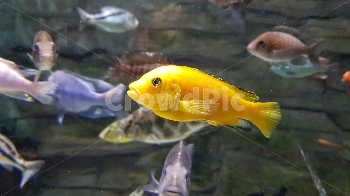 fish,물고기,animal,동물,water,물,어류,물고기,fish
