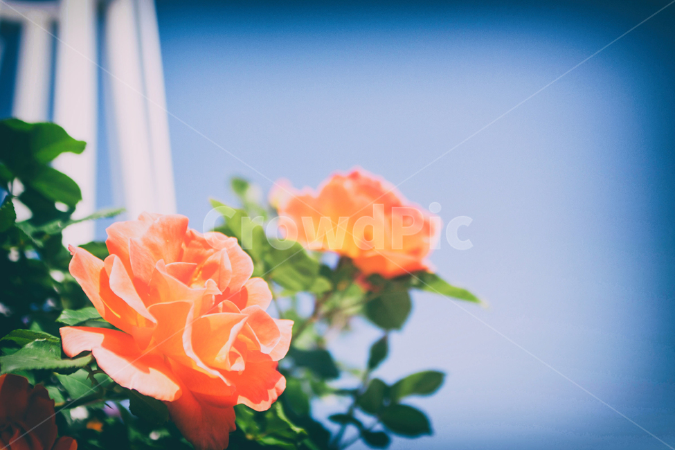 꽃,봄꽃,자연,풍경,식물,장미축제,flowers,spring,봄,springflowers,nature,landscape,plant,rose,장미,봄,계절,spring,season,식물,자연,plants,nature,꽃,flower,색깔,색상,색채,색감,color sense,color sensitivity,feeling of color,blossom