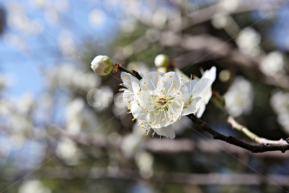 매화곷,매화,꽃,꽃잎,봄꽃,봄,식물,자연,공원,식물,자연,plants,nature,꽃,flower