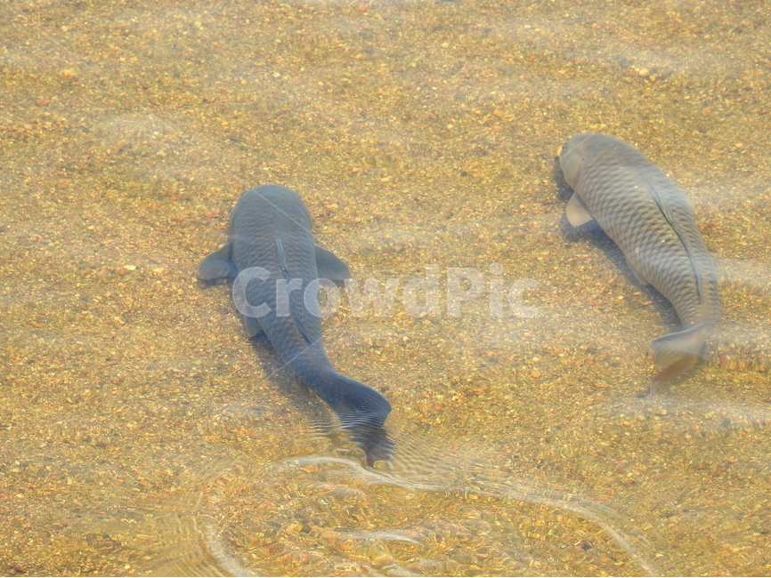 동물,물고기,강,물,호수,동물,animal,어류,물고기,fish