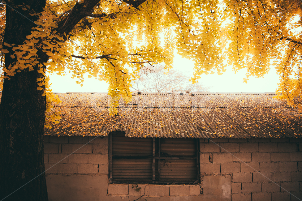 tree,나무,풍경,가을,은행나무,단풍,plant,식물,nature,자연,가을,계절,fall,autumn,season