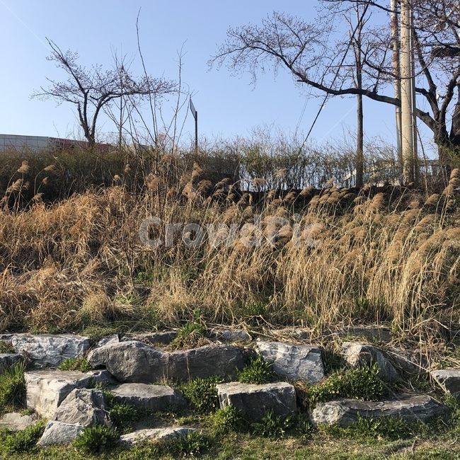 공원,갈대,돌,자연,식물,자연,풍경,nature,landscape,ground,바닥