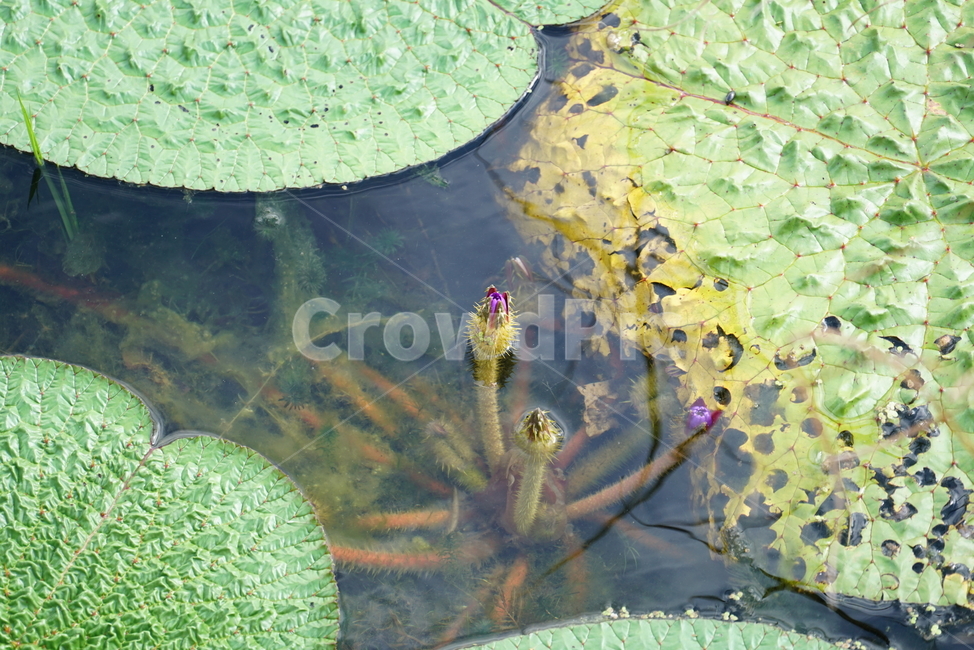 가시연,수련과,충매화,폐쇄화,foxnut,gorgonpiant,물,plant,식물,nature,자연,식물,자연,plants,nature