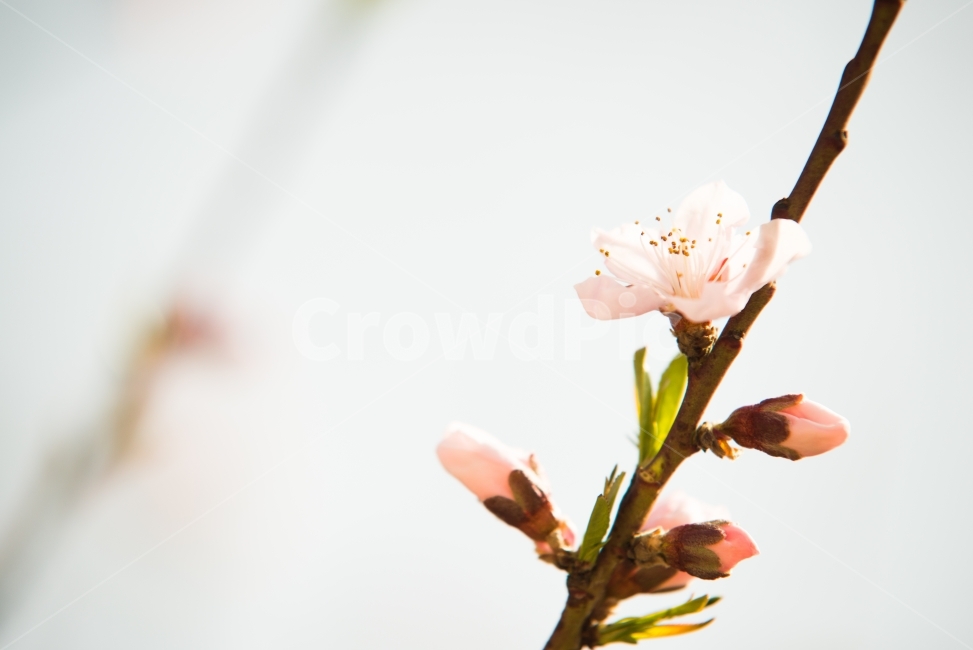 꽃,벗꽃,핑크,나무,봄,봄,계절,spring,season,식물,자연,plants,nature,꽃,flower,감성,sensible,feeling,plant
