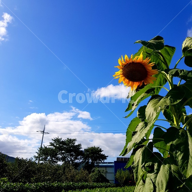 해바라기,꽃,식물,맑음,쨍한,sunflower,flower,blossom,plant,sunny,여름,계절,summer,season,식물,자연,plants,nature,꽃,flower