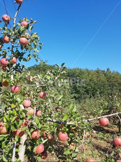 사과,사과나무,수확하기,가을,가을풍경,산업,industry,industrial,농업,농사,agriculture,farming,farming industry