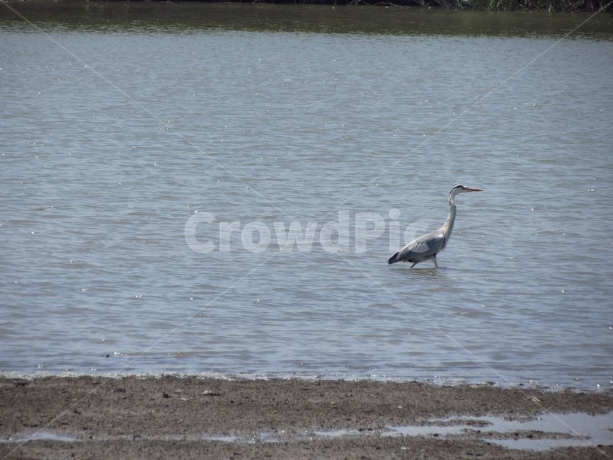 왜가리,창로,heron,grayheron,ardeacinerea,bird,nature,자연,새,조류