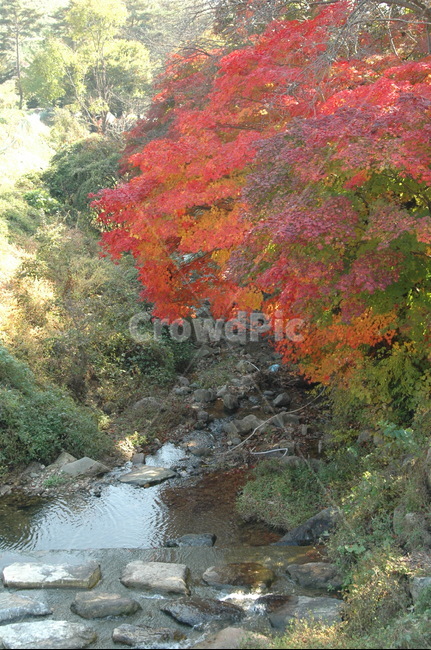 빨간,물들다,계곡,가을,돌다리,가을,계절,fall,autumn,season,leaf,잎,plant,식물,tree,나무