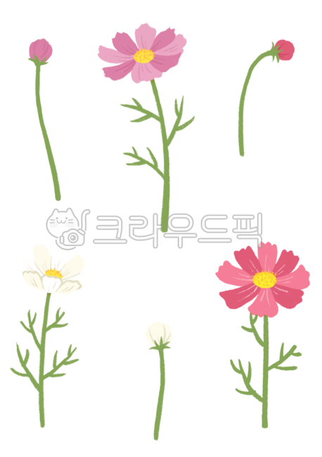 Cute drawings,illustrations,fall,cosmos,pink flowers,white flowers