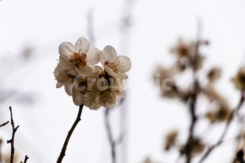매화,매화꽃,매실꽃,흰매화,백매화,봄,계절,spring,season,식물,자연,plants,nature,꽃,flower,plant,blossom,cherry blossom,벚꽃