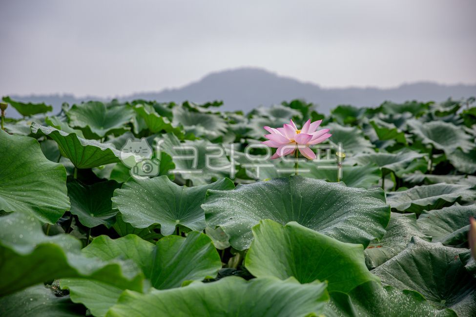 연꽃,연잎,꽃,연못,꽃잎,초록색,분홍색