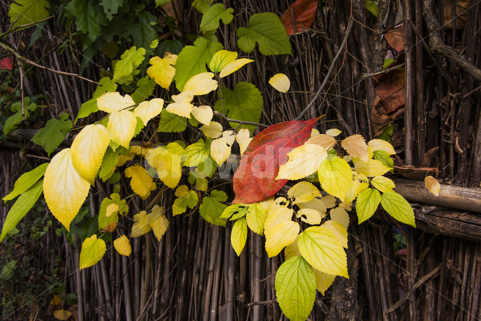 정물,가을,낙엽,추억,감성,가을,계절,fall,autumn,season,식물,자연,plants,nature,plant,leaf,잎,veins,정맥