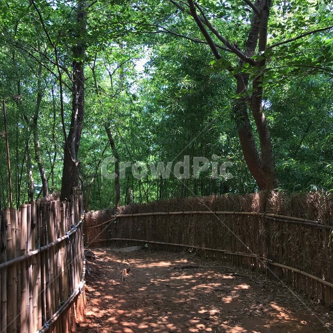 숲,산책로,숲길,나무,산책