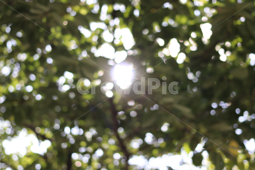 나무,보케,빛번짐,빛망울,수동초점,night,bokeh,blur,mf,tree,태양,sun,자연,nature,나뭇잎,leaf,leaves,햇살,sunlight,휴식,힐링,rest,relaxation,healing