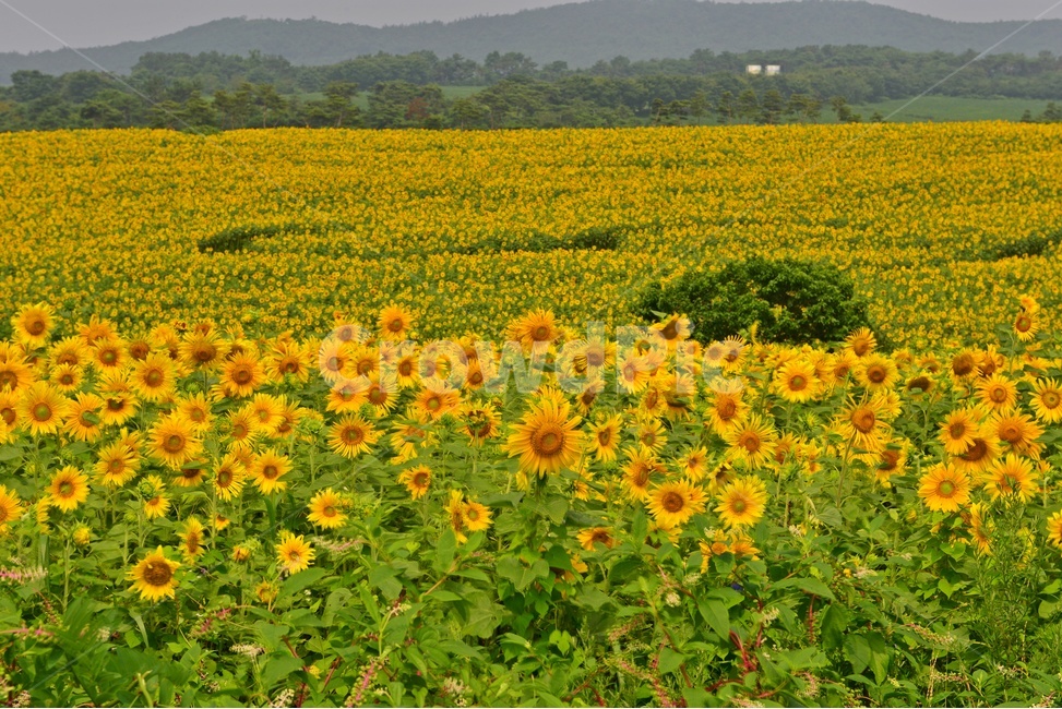 plant,식물,flower,blossom,해바라기,해바라기꽃,해바라기밭,고창,학원농장,농장,자연,경치,경관,풍경