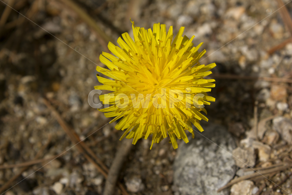 민들레,자연,식물,plant,dandelion,봄,spring,야외,정원,꽃,민들레꽃,플라워,생화,노랑,노란색,옐로우,클로즈업