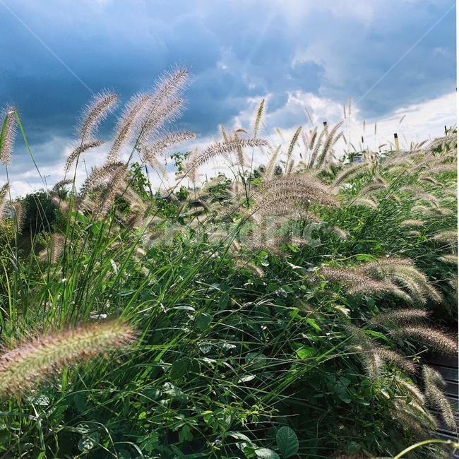 grass,plant,식물,잔디,lawn,식물,자연,plants,nature