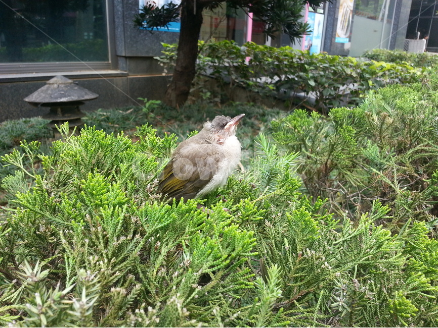 새,자연,동물,메추리,조류,작은새,지향,비상,동물,animal,조류,새,birds