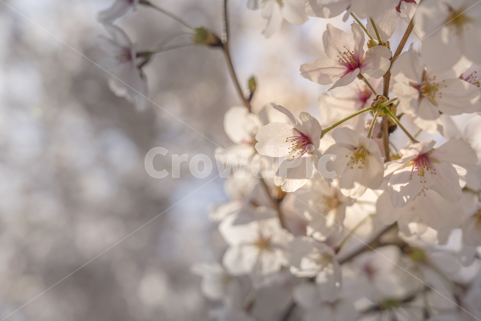 벚꽃,봄,꽃,blossom,식물,flower,plant