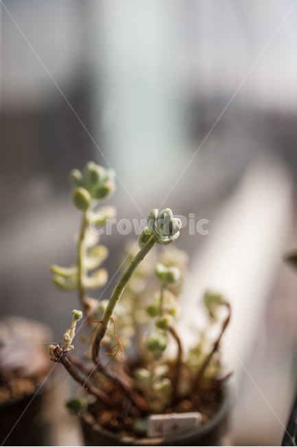 다육,다육식물,식물,화분,botanical,식물,자연,plants,nature,실내용화초,화분,화초,house plant
