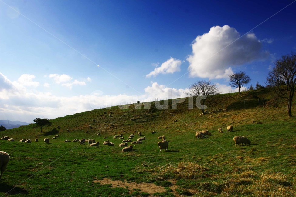 목초지,자연,농장,농촌,양떼목장,동물,animal,포유류,mammal,목축업,목장,livestock farming,ranching,pasture