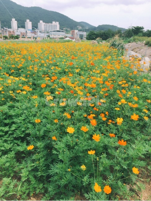 들,plant,grassland,식물,자연