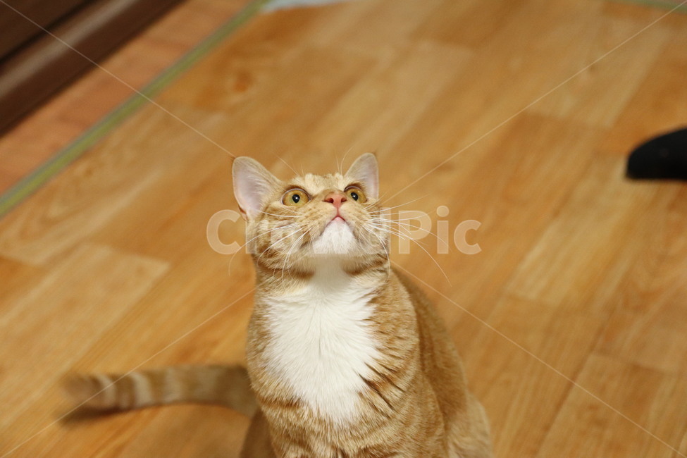 고양이,캣,코숏,코리아숏헤어,반려묘,반려동물,동물,치즈코숏,노란고양이,집고양이,길고양이,cat,동물,animal,포유류,mammal,고양이,cat,kitten,kitty