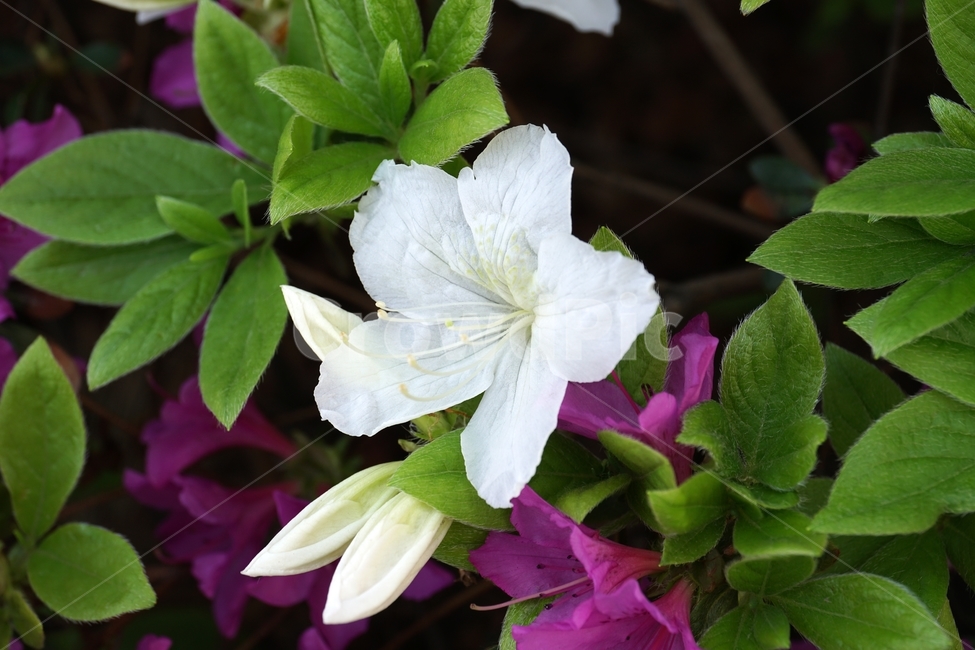 플라워,flower,식물,plants,나뭇가지,자연,nature,봄꽃,꽃사진,접사,마크로,macro,closeup,클로즈업,풍경,landscape,spring,한국자연,입춘,4월,april,감성,감성사진,힐링,힐링사진,느낌,feel,feeling,snap,스냅,스냅사진,백철쭉,이파리,잎사귀,흰철쭉,속씨식물,쌍떡잎식물,진달래목,꽃밭,화단,봄,계절,spring,season,식물,자연,plants,nature,꽃,flower,plant,blossom