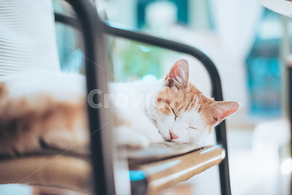 Yellowtail,Cheese cat,stray cat,cat,animal,pet