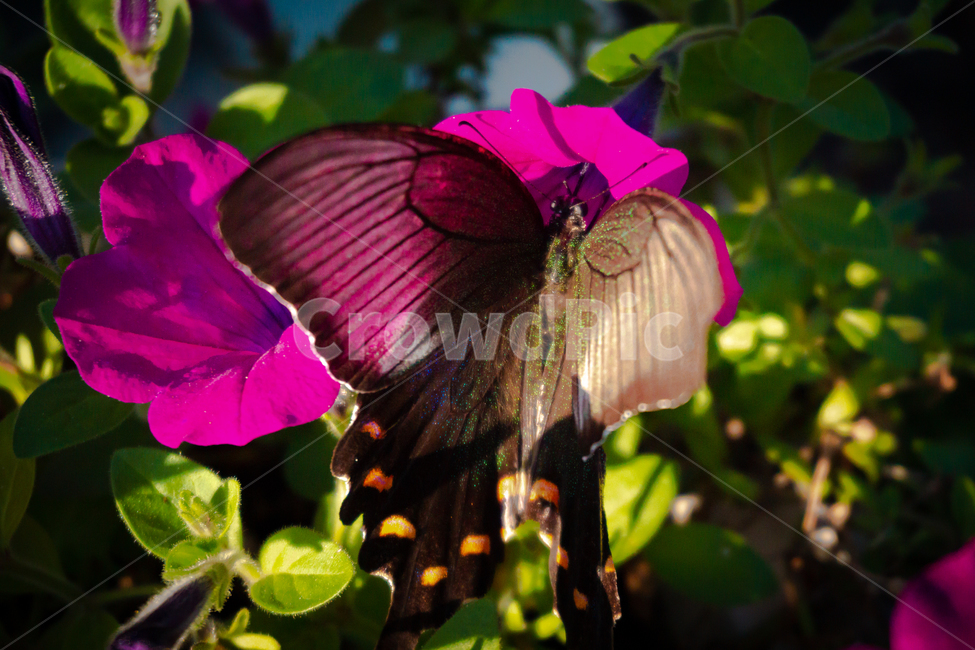 나비,꽃,꽃가루,보라색,곤충,butterfly,flower,beautiful,garden,nature,pollen,background,yellow,summer,wings,pink,field,closeup,white,plant,macro,orange,sun,purple,flowers,sunshine,insect,swallowtail,colorful,blue,동물,animal,곤충,벌레,insect,bug