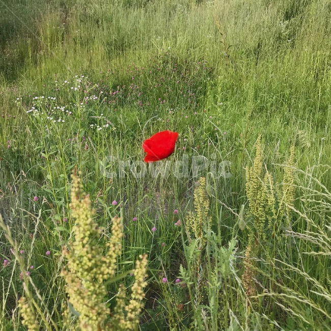 꽃,양귀비꽃,빨간꽃,색감,풀밭,공원,산책