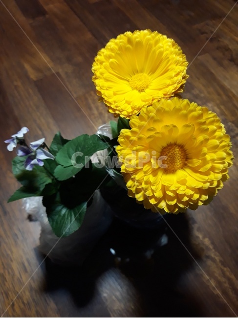 국화,노랑,제비꽃,잎파리,꽃,화분,조명,생기,그림자
