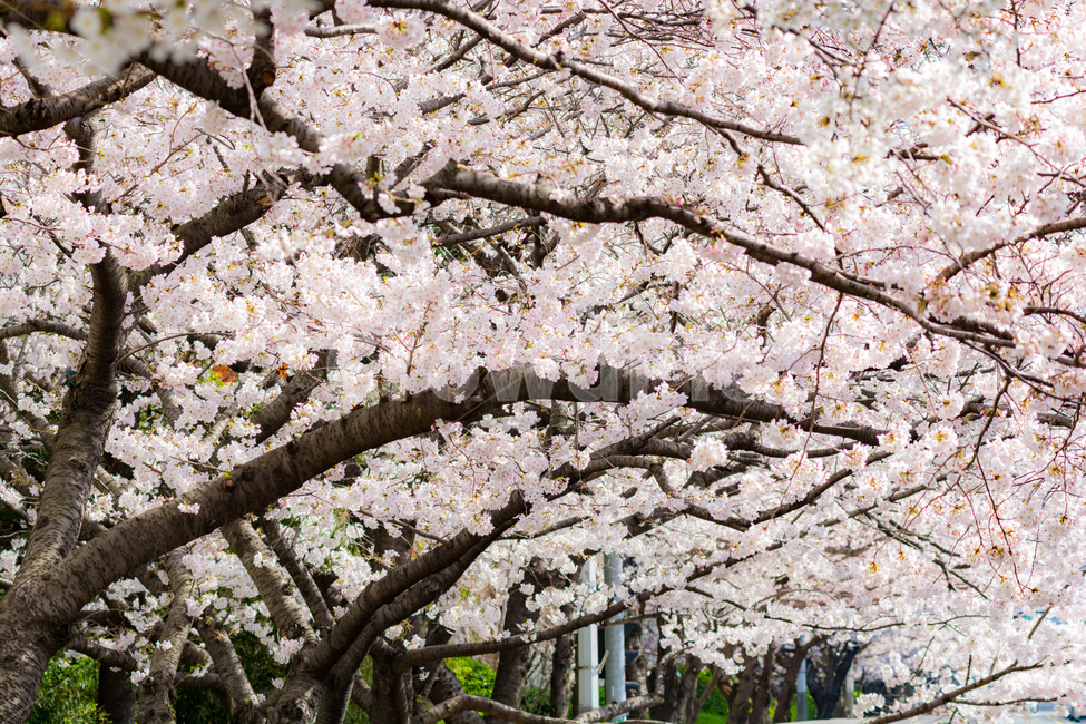 	봄,벚꽃,cherryblossom,꽃,자연,풍경,나무,감성,계절,봄,계절,spring,season,식물,자연,plants,nature,꽃,flower,plant,blossom