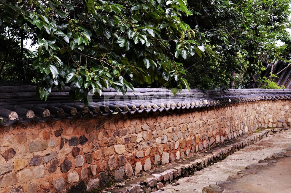 담장,토석담,감나무,시골풍경,고향정취,한국정서,한국전통,한국전통,한국문화,korean traditional,korean culture,건축물,건물외관,exterior,building,structure,architecture,construction