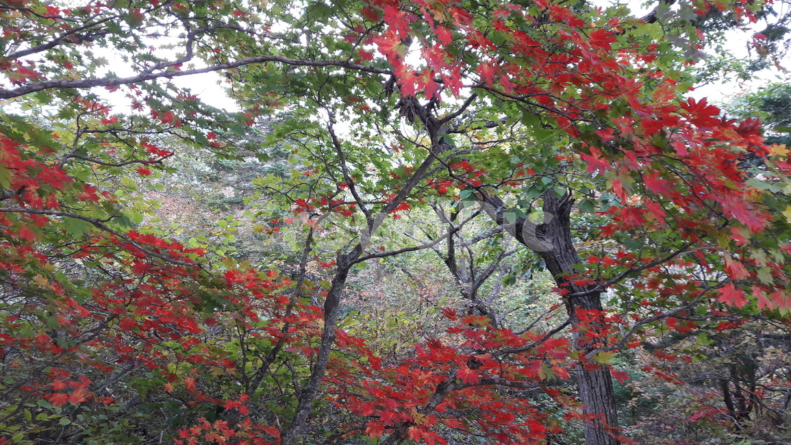 설악산,소청,수렴동계곡,단풍,가을,가을,계절,fall,autumn,season,자연,풍경,nature,landscape,plant,식물,tree,나무,leaf,잎