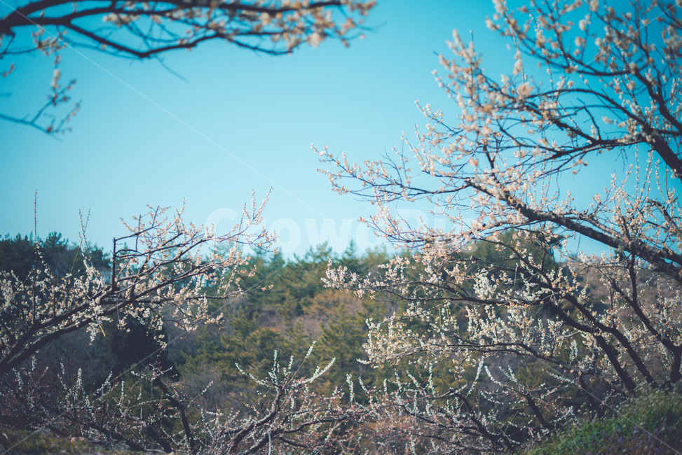 매화나무,매화꽃,꽃,식물,매화,봄,계절,spring,season,자연,풍경,nature,landscape,plant