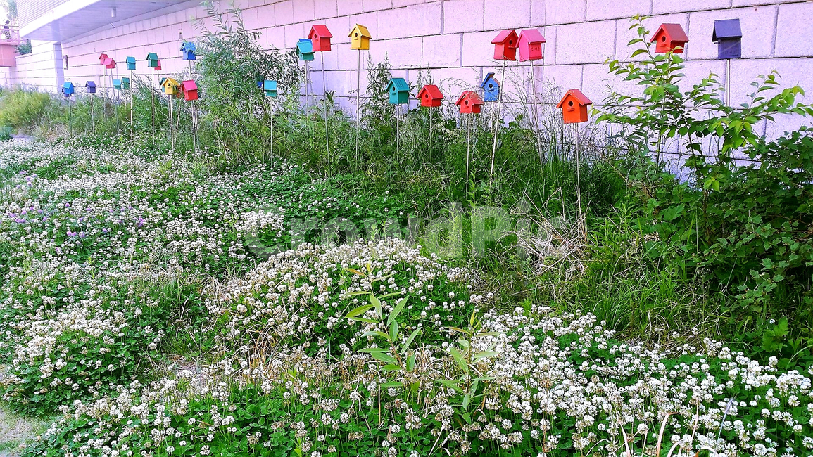 풍경,식물,네잎크로바,산책길,야생화,봄,식물,자연,plants,nature,꽃,flower