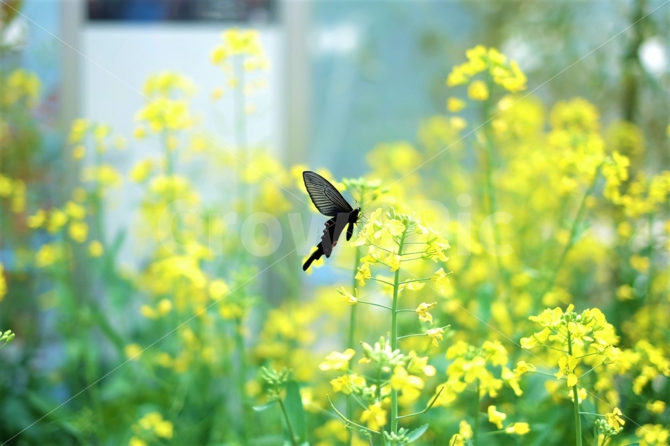 나비,꽃,유채꽃,검은나비,봄,계절,힐링,편안함,나무,스냅,식물,식물,자연,plants,nature,꽃,flower,동물,animal,곤충,벌레,insect,bug,휴식,힐링,rest,relaxation,healing