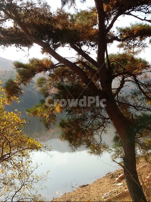 낙엽,단풍,落葉,leaves,나뭇잎,단풍나무,식물,maple,낙엽활엽관목,잎,계절,가을,자연,풍경,outdoors,옥외,fallautumnseason,naturelandscape,풍경사진,호수,강,물,저수지,소나무,가을,계절,fall,autumn,season,tree,나무,plant,tree trunk,나무 줄기,light,빛,flare,플레어